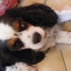 Photo de Ulla, Cavalier King Charles Spaniel
