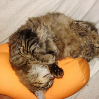 Photo de profil de Cybelle