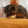 Photo de Romeo