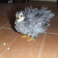 Photo de profil de Lili