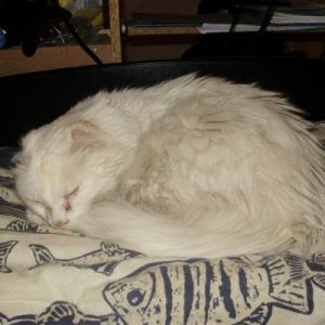 Photo de profil de Flocon