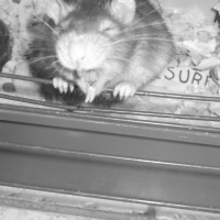 Photo de profil de Gribouille