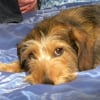 Photo de Ulysse, Teckel