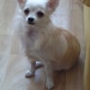 Photo de Duchesse