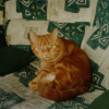 Photo de Bijou