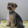 Photo de Benji