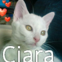 Photo de profil de Ciara