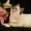 Photo de Djodie