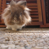 Photo de Noisette, Lapin