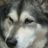 Photo de Oxa (exotic dream of keemas wolf pak)
