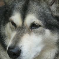Photo de profil de Oxa (exotic dream of keemas wolf pak)