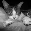 Photo de Gribouille
