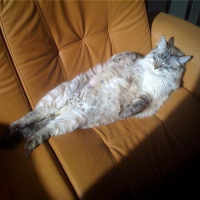 Photo de profil de Curly