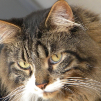 Photo de profil de Valoris de la cour du roy