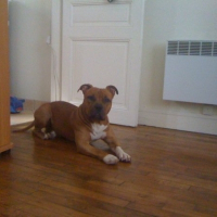 Photo de profil de Duncan of the upperstaff kennel
