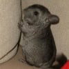 Photo de Moumousse