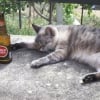 Photo de Fifi