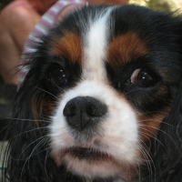 Photo de profil de Brindille