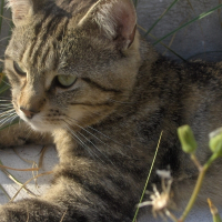 Photo de profil de Athénor (modifier en newton)