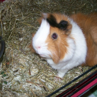 Photo de profil de Pearl