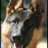 Photo de Dax