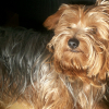 Photo de Anakin