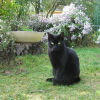 Photo de Pistache