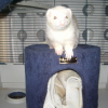 Photo de Trevis, Furet