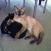 Photo de Boubouille