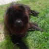 Photo de Voyou, Chow Chow