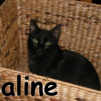 Photo de profil de Caline