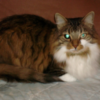Photo de profil de Snif