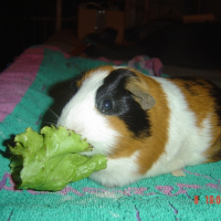 Photo de profil de Cléo