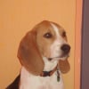 Photo de Crumble , Beagle
