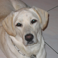 Photo de profil de Chipie