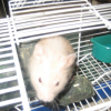 Photo de Albinos
