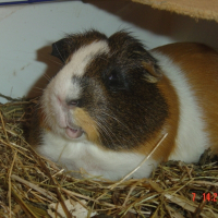 Photo de profil de Peace