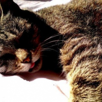 Photo de profil de Sylia