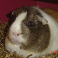 Photo de profil de Bonnie