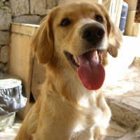 Photo de profil de Cookie