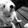 Photo de Denka