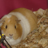 Photo de profil de Petitechérie
