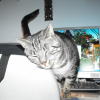 Photo de Tigri