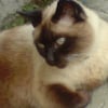 Photo de Fripon