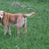 Photo de Guss