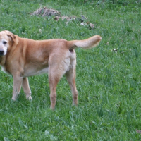 Photo de profil de Guss