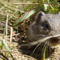 Photo de profil de Tipoune