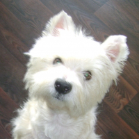 Photo de profil de Guiness