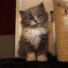 Photo de Bamboo, Persan