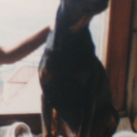 Photo de profil de Gribouille